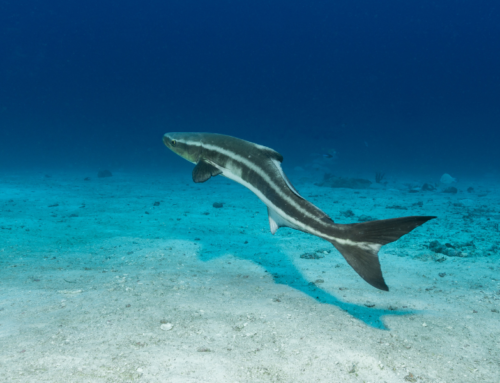 Cobia