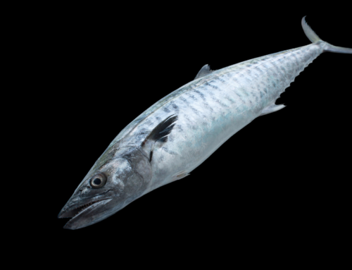 Mackerel, King