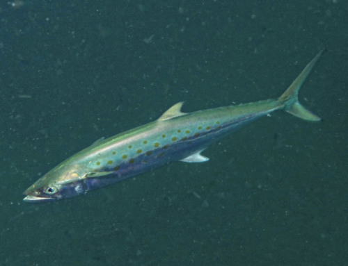 Mackerel, Spanish